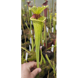 Sarracenia 'Atlas 5'-Sarracenia x Moorei