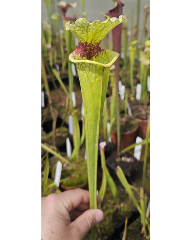 Sarracenia x Moorei -- x43-Sarracenia x Moorei