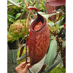 Nepenthes spathulata x (burbidgeae x edwardsiana) BE-3978-Nepenthes highland