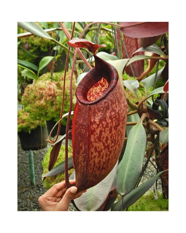 Nepenthes peltata -- clone sélectionné BE-4613-Nepenthes d'altitude