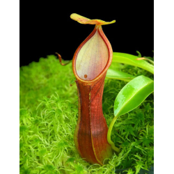 Nepenthes singalana x reinwardtiana: BE-4538-Nepenthes intermédiaire