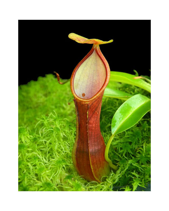 Nepenthes singalana x reinwardtiana: BE-4538-Nepenthes intermédiaire