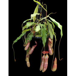 Nepenthes ampullaria x (spectabilis x talangensis) BE-3738-Nepenthes intermédiaire