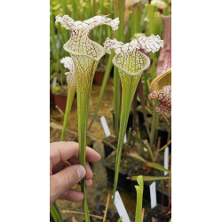 S. leucophylla L30A MS x S x "A porais"-Hybrides Cédric Carnivore's