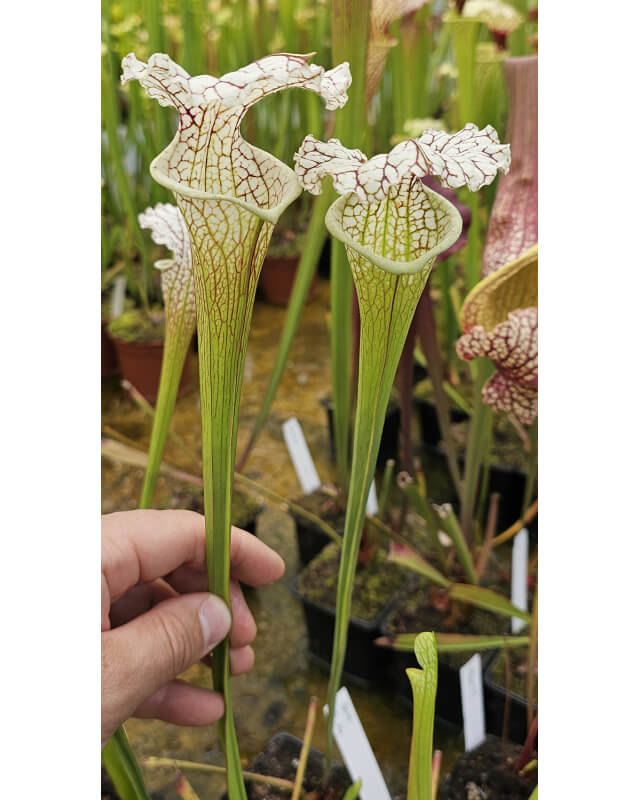 S. leucophylla L30A MS x S x "A porais"-Hybrides Cédric Carnivore's