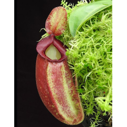 Nepenthes spathulata x ampullaria 'red clone' BE-4073-Nepenthes intermédiaire