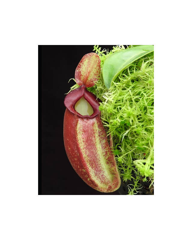 Nepenthes spathulata x ampullaria 'red clone' BE-4073-Nepenthes intermediate