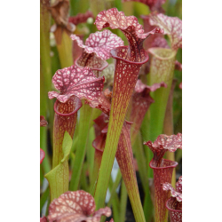 S.x Moorei -- Green tube, red lid-Sarracenia x Moorei