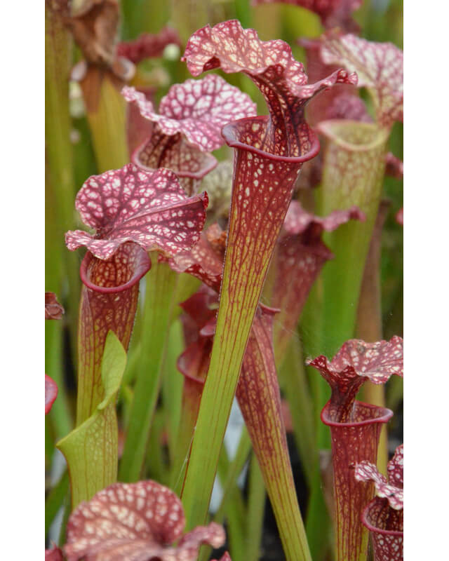 S.x Moorei -- Green tube, red lid-Sarracenia x Moorei