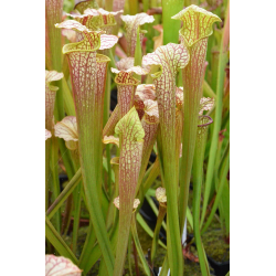 S.x Moorei -- (flava var. maxima x Sarracenia leucophylla, yellow flower)-Sarracenia x Moorei