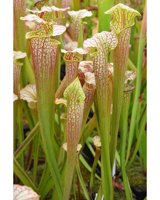 S.x Moorei -- (flava var. maxima x Sarracenia leucophylla, yellow flower)-Sarracenia x Moorei
