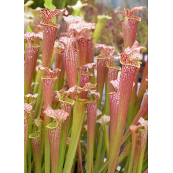 Sarracenia 'Atlas 5'-Sarracenia x Moorei