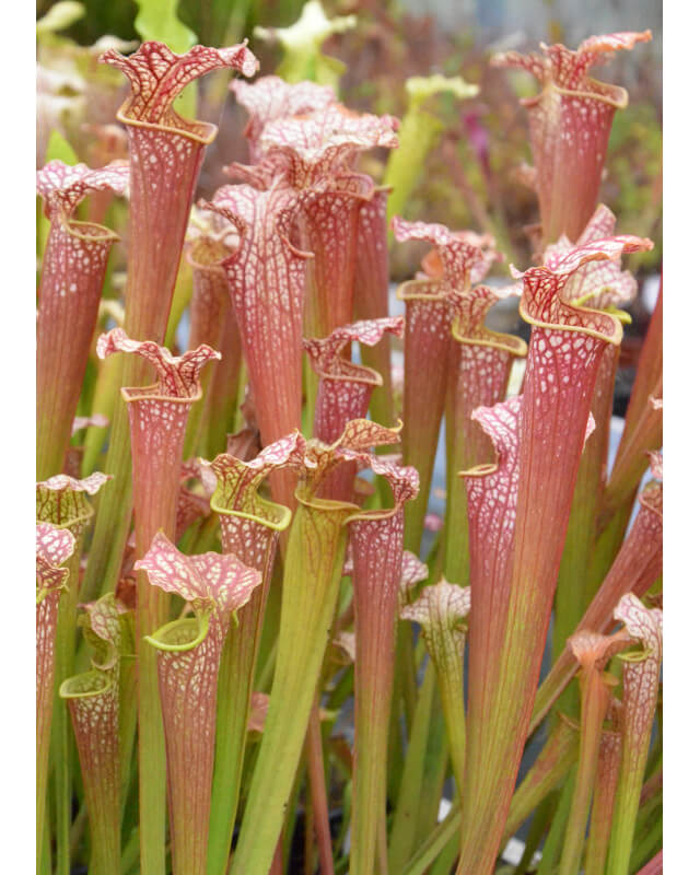 SXM52 S.x Moorei -- (DP) (SH08 Loakesy)-Sarracenia x Moorei