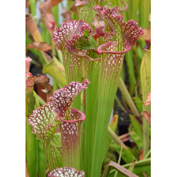 S.x Moorei -- Green tube, red lid-Sarracenia x Moorei