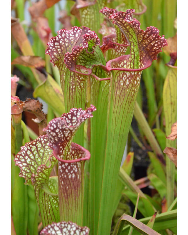 S.x Moorei -- "Santa Rosa Red"-Sarracenia x Moorei