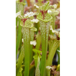 S.x Moorei -- Green tube, red lid-Sarracenia x Moorei