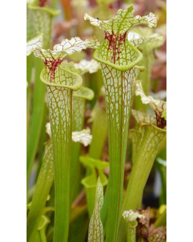 Sarracenia x Moorei -- leiden-Sarracenia x Moorei
