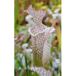 SL04 S. leucophylla -- helmut´s Delight x SL22a S. leucophylla -- walton, Purple and white pitchers-Sarracenia leucophylla