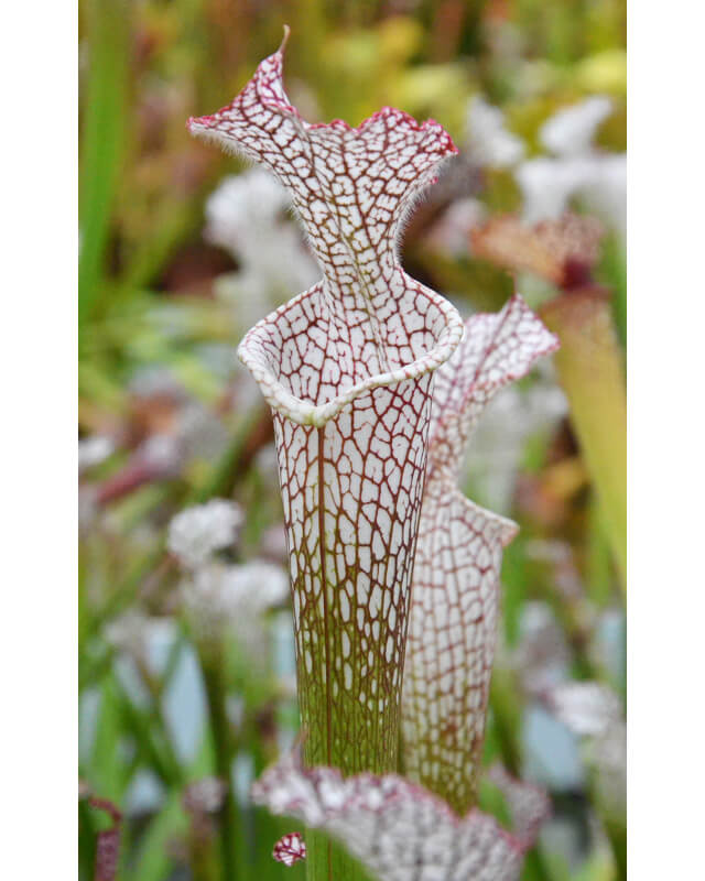 SL04 S. leucophylla -- helmut´s Delight x SL22a S. leucophylla -- walton, Purple and white pitchers-Sarracenia leucophylla