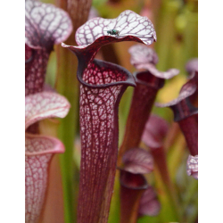 S. 'Orange Fire'  x S.x Areolata SH07 (Hans Luhrs)-Hybrides Cédric Carnivore's