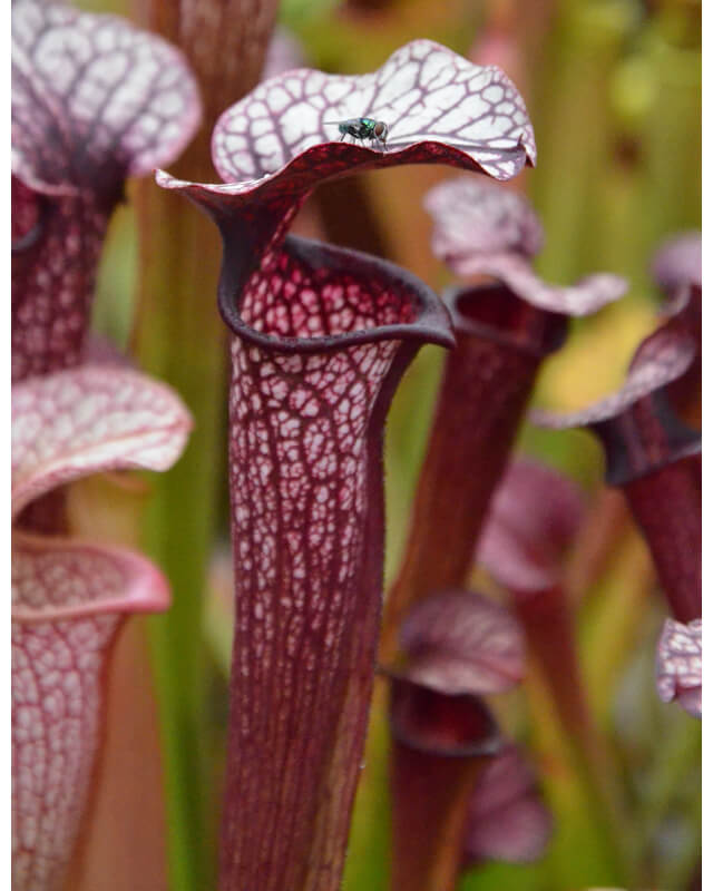 S. 'Orange Fire'  x S.x Areolata SH07 (Hans Luhrs)-Hybrides Cédric Carnivore's