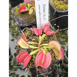Dionaea 'ghost'-Dionaea