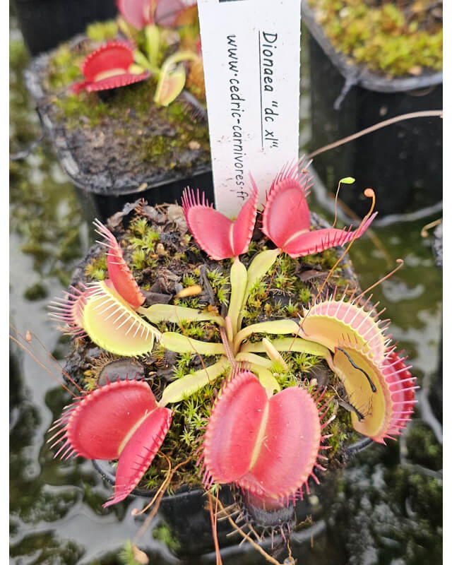 Dionaea 'DC XL'-Dionaea