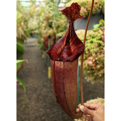 Nepenthes eustachya x tenuis BE-3971-Nepenthes d'altitude