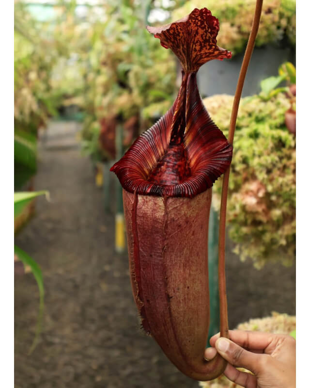 Nepenthes (veitchii x lowii) x (burbidgeae x edwardsiana): BE-3980-Nepenthes highland