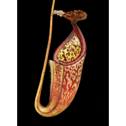 Nepenthes klossii x lowii: BE-4634-Nepenthes d'altitude