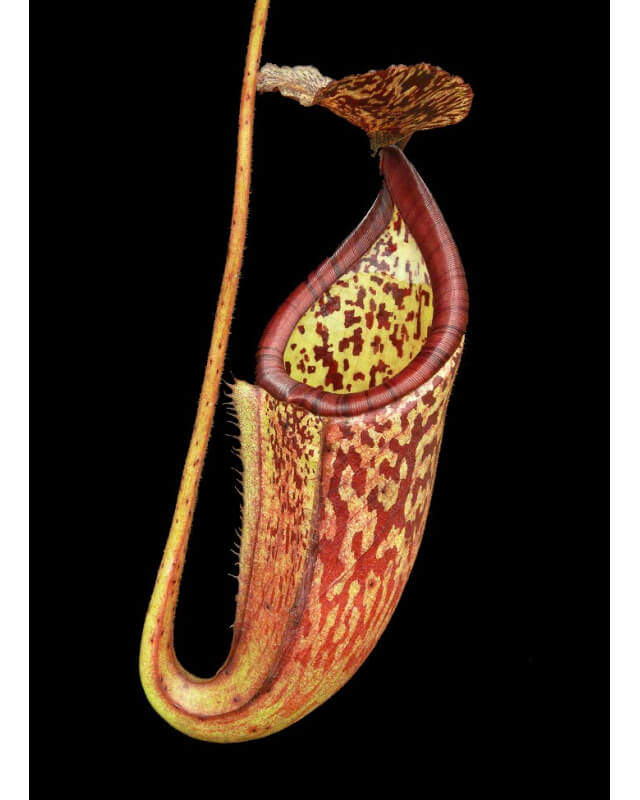 Nepenthes burbidgeae x glandulifera BE-3888-Nepenthes d'altitude