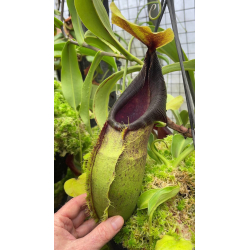 Nepenthes 'Midnight'-Nepenthes d'altitude