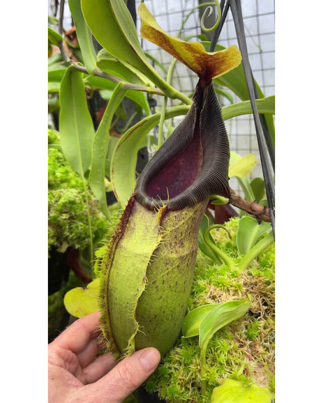 Nepenthes spathulata – best selected clone: BE-3175-Nepenthes d'altitude