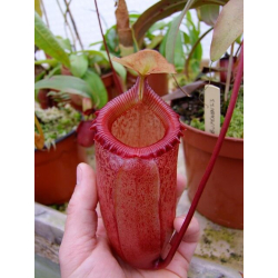 Nepenthes spectabilis x tenuis – assorted clones: BE-3884-Nepenthes highland