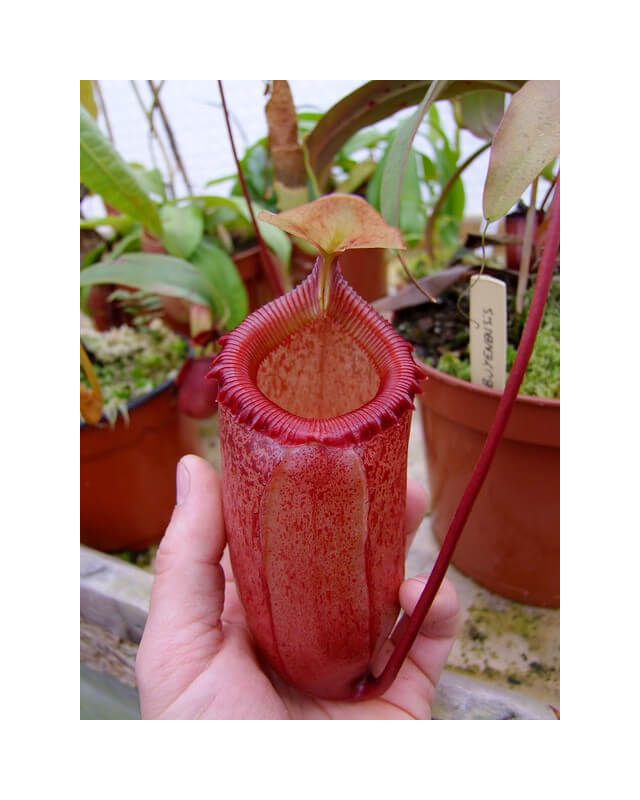 Nepenthes sibuyanensi BE-3164-Nepenthes d'altitude