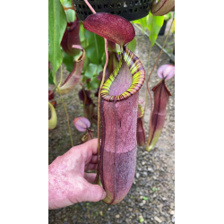 Nepenthes ampullaria x (spectabilis x talangensis) BE-3738-Nepenthes intermédiaire