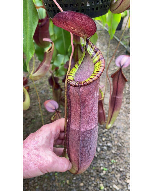 Nepenthes spectabilis x viking: BE-4523-Nepenthes intermédiaire
