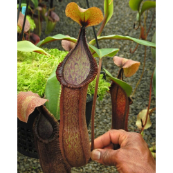 Nepenthes platychila – clones variés BE-4065-Nepenthes d'altitude