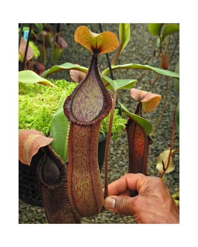 Nepenthes hamata x truncata BE-4564-Nepenthes d'altitude