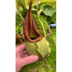 Nepenthes robcantleyi x merrilliana - assorted clones: BE-4628-Nepenthes intermediate