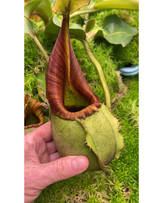 Nepenthes veitchii ‘intermediate’: BE-4087-Nepenthes intermédiaire