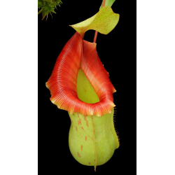 Nepenthes robcantleyI x klossii: BE-4549-Nepenthes d'altitude