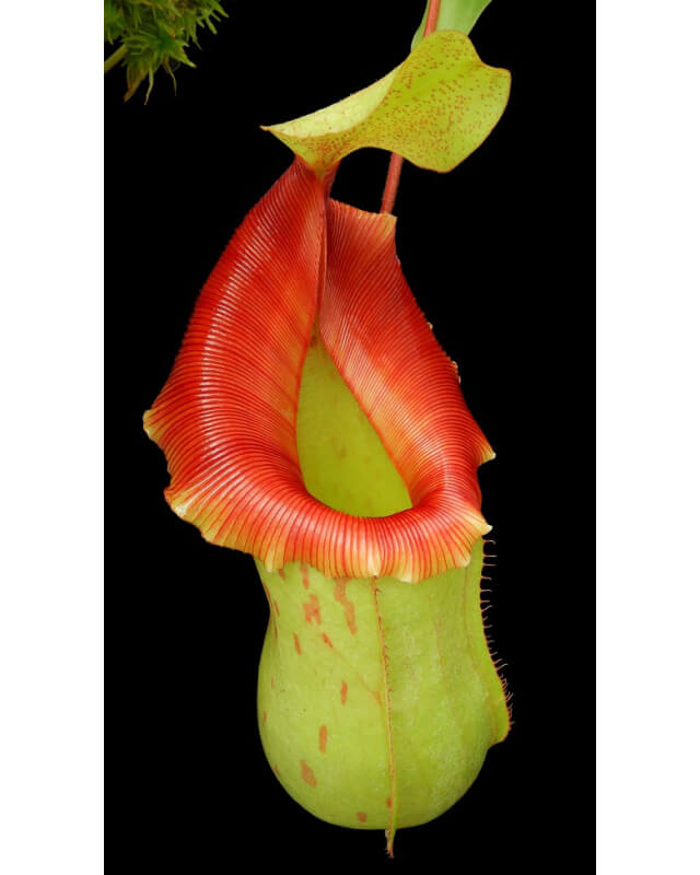 Nepenthes veitchii x ventricosa – assorted clones: BE-4500-Nepenthes d'altitude