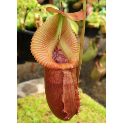 Nepenthes bokorensis x veitchii pink-Nepenthes highland