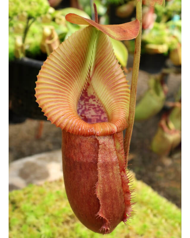 Nepenthes villosa x robcantleyi - assorted clones BE-4079-Nepenthes highland