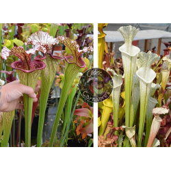 SXM18 S.x Moorei -- Wilkerson's white knight x (S.Juthatip soper x SXM31 S.x Moorei -- 'Adrian Slack'cl2)-Graines Sarracenia 2023
