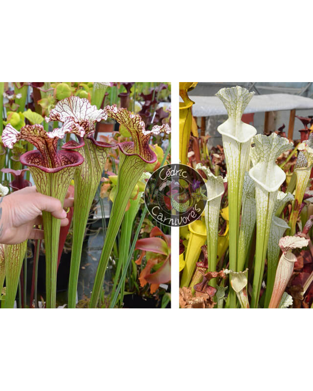 (SX131 S. leucophylla x oreophila) x S. leucophylla hurricane creek white clone 7-Graines Sarracenia 2023