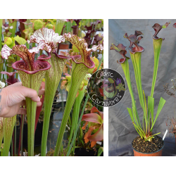 SXM18 S.x Moorei -- Wilkerson's white knight x (S.Juthatip soper x SXM31 S.x Moorei -- 'Adrian Slack'cl2)-Graines Sarracenia 2023
