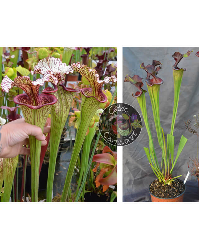 (SX131 S. leucophylla x oreophila) x S. 'Emilie sister'-Graines Sarracenia 2023