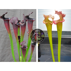 (SL69 S. leucophylla -- white top x SL13 S. leucophylla -- large pink ) X SL33 S. leucophylla --"Pantera rosa"  yellow Flower-Graines Sarracenia 2023